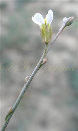 Inflorescence